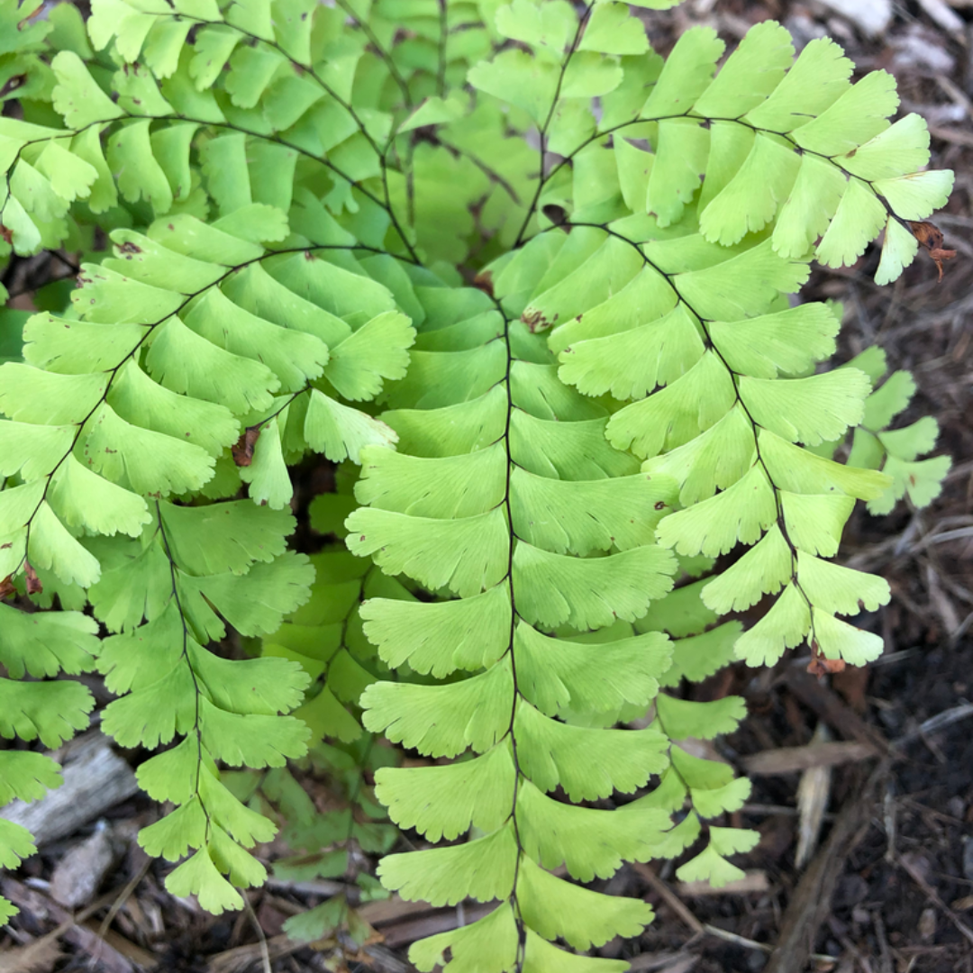 Adiantum pedatum