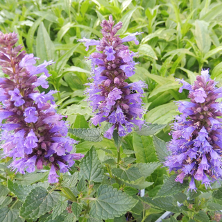 Agastache 'Blue Bayou'