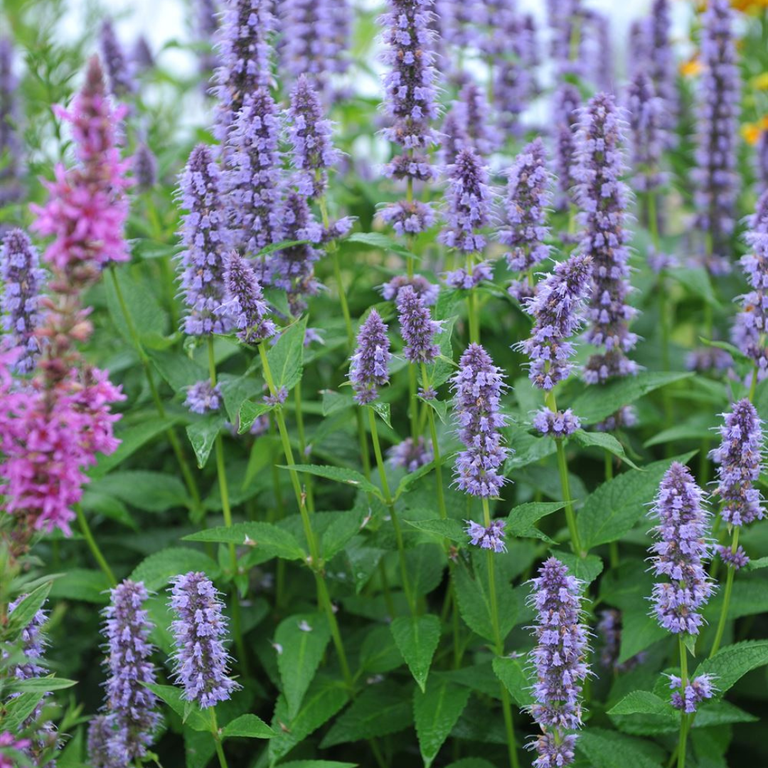 Agastache foeniculum 'Blue Fortune'