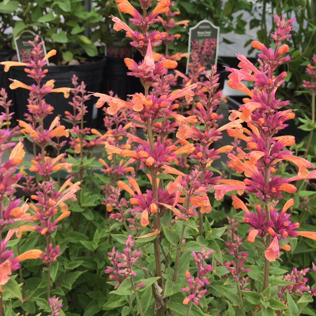 Agastache hybrid 'Guava Lava'