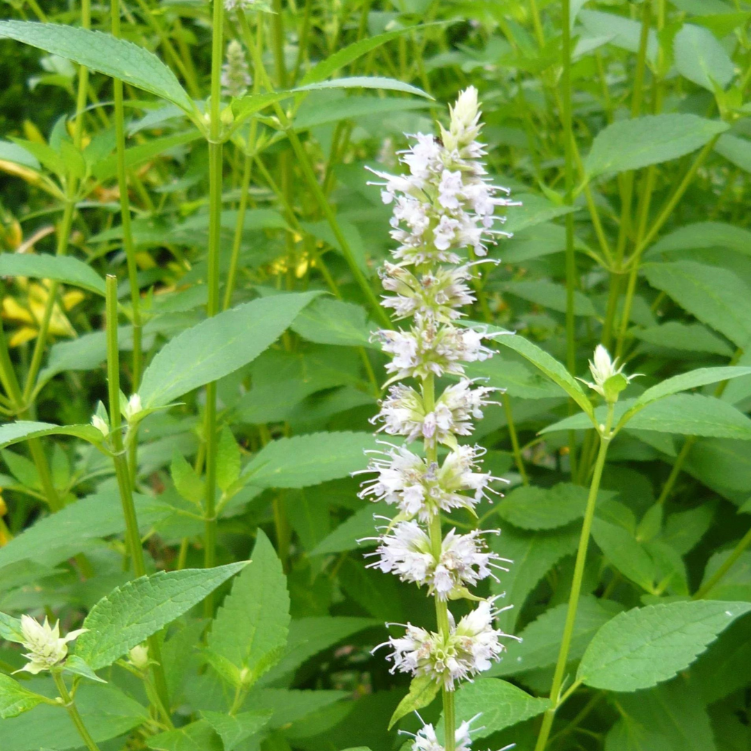Agastache rugosa 'Albiflora'