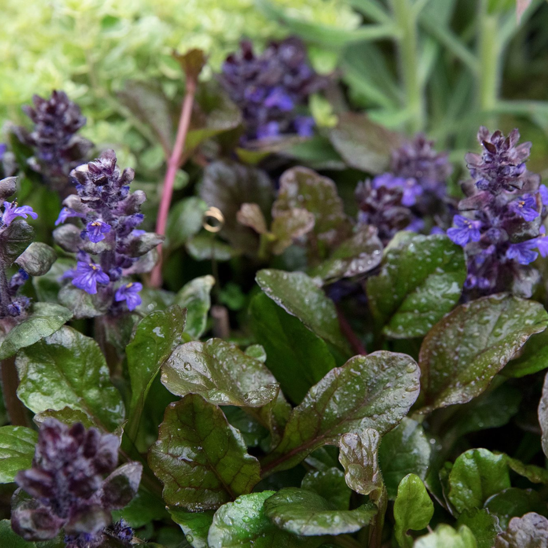 Ajuga 'Black Scallop'