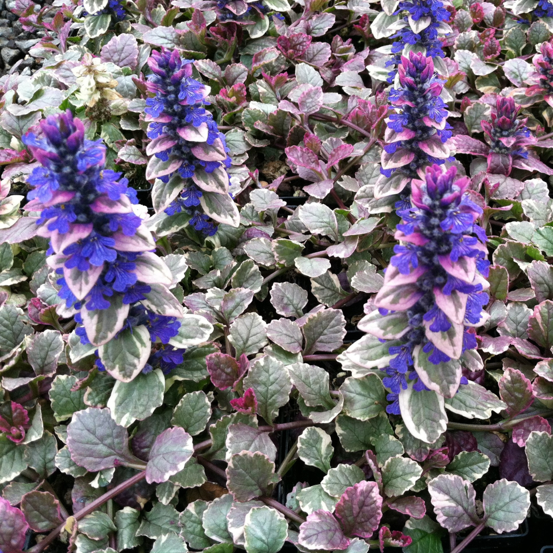 Ajuga 'Burgundy Glow'