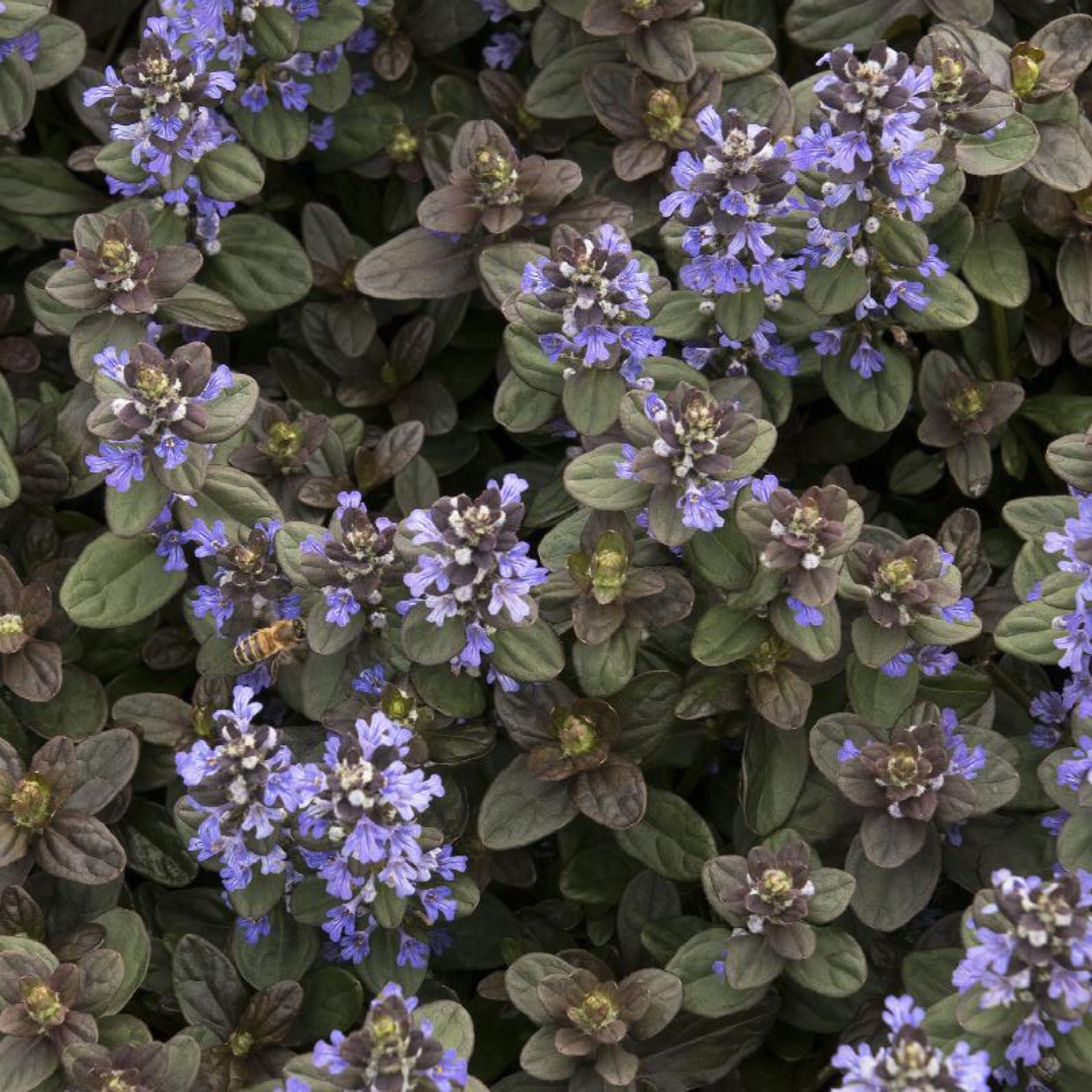 Ajuga 'Chocolate Chip'