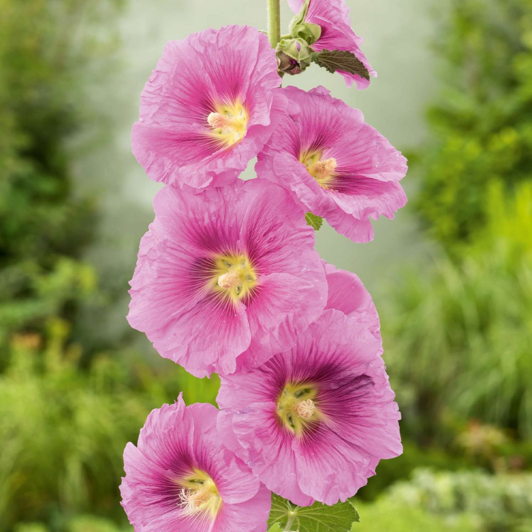 buy-alcea-radiant-rose-unrivaled-perennials-black-sheep-perennials