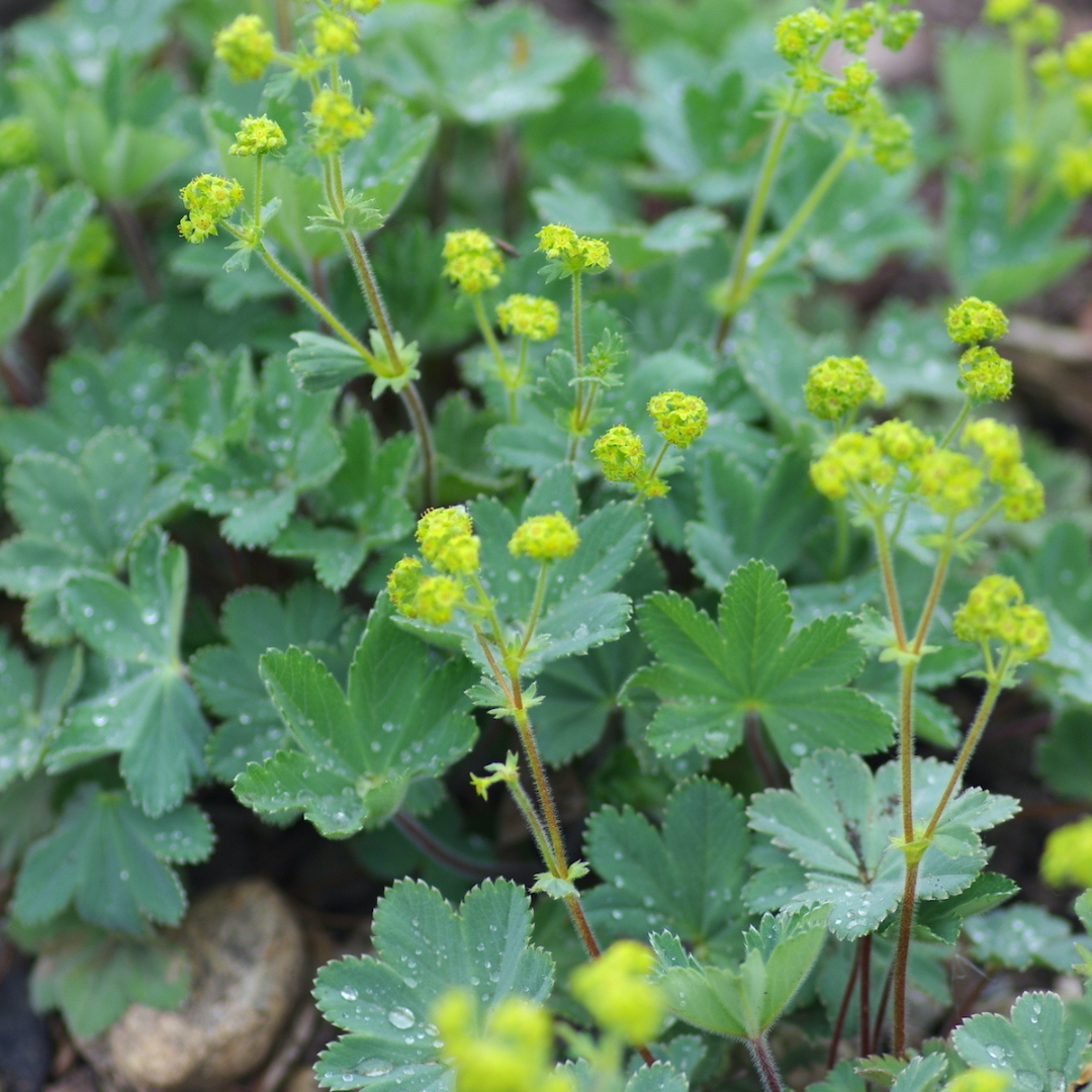 Alchemilla erythropoda 'Alma'