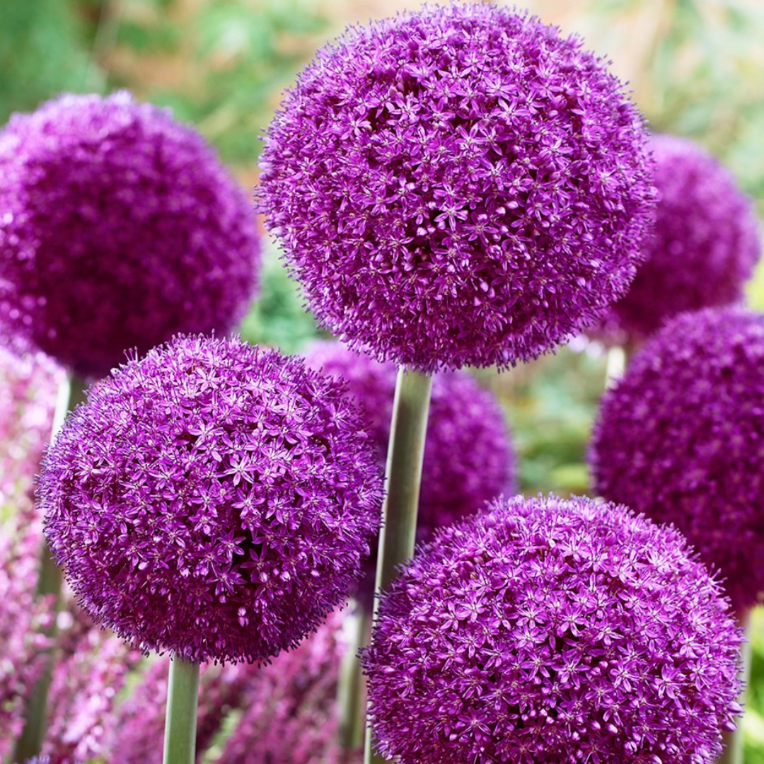 Allium 'Ambassador'