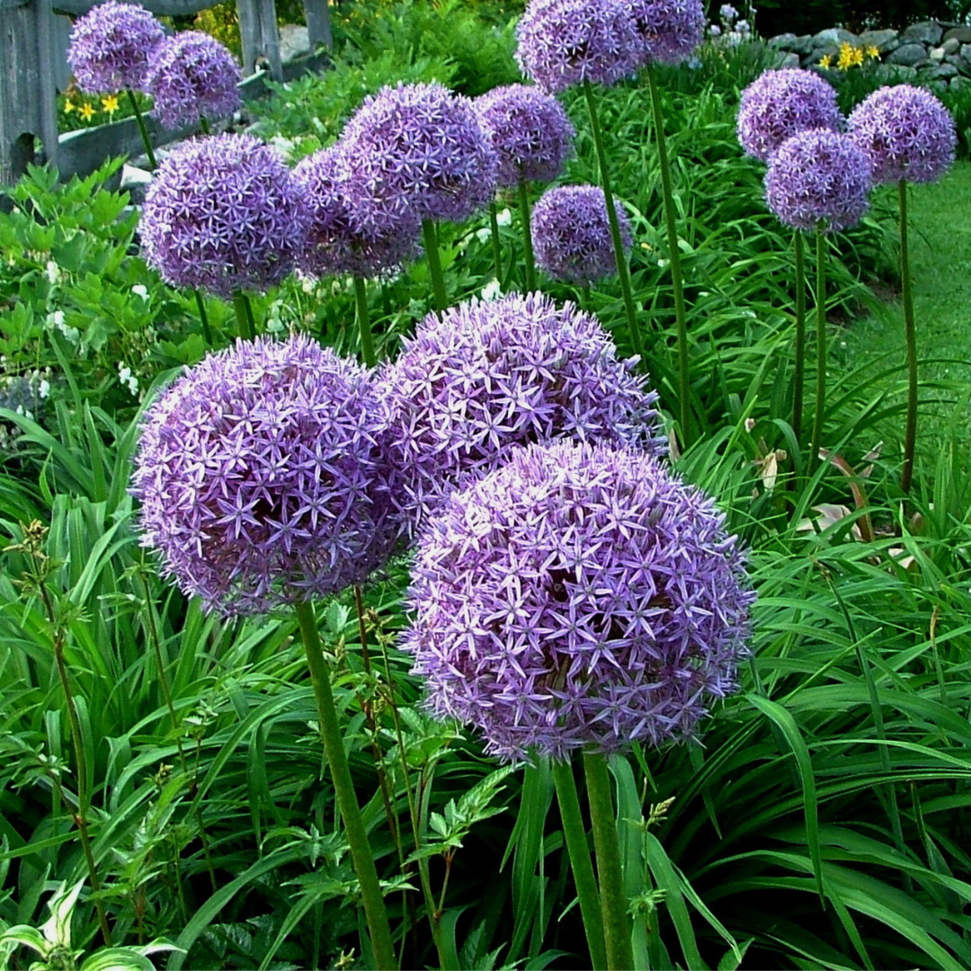 Allium 'Globemaster'