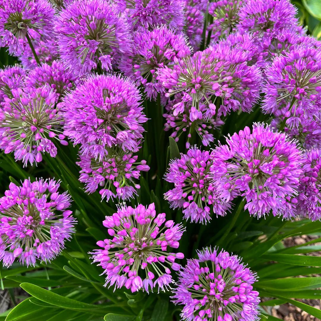 Allium 'Millenium'