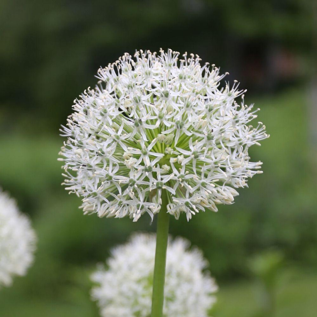 Allium 'Mount Everest'