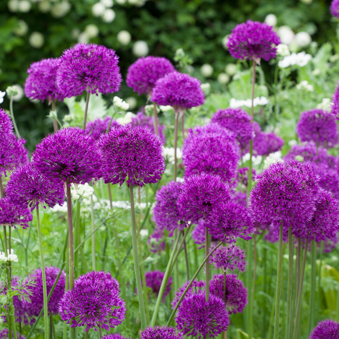 Allium hollandicum 'Purple Sensation'