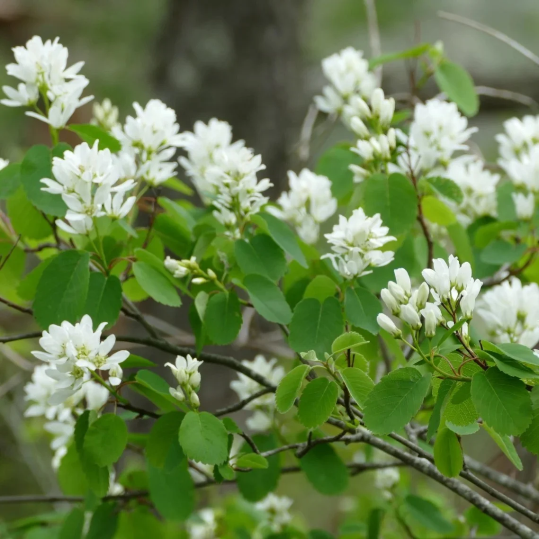 Amelanchier alnifolia