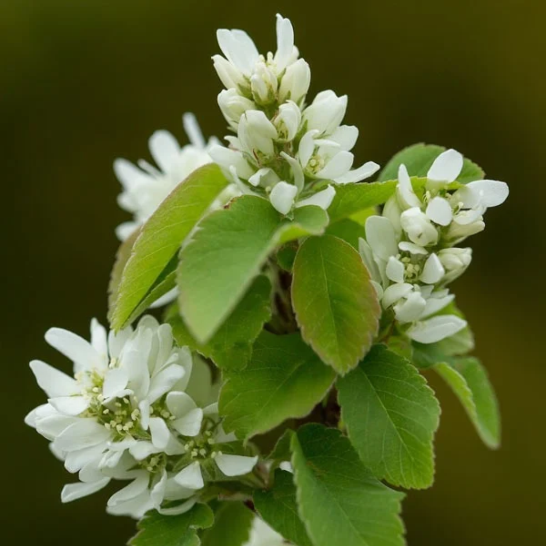 Amelanchier alnifolia Standing Ovation™