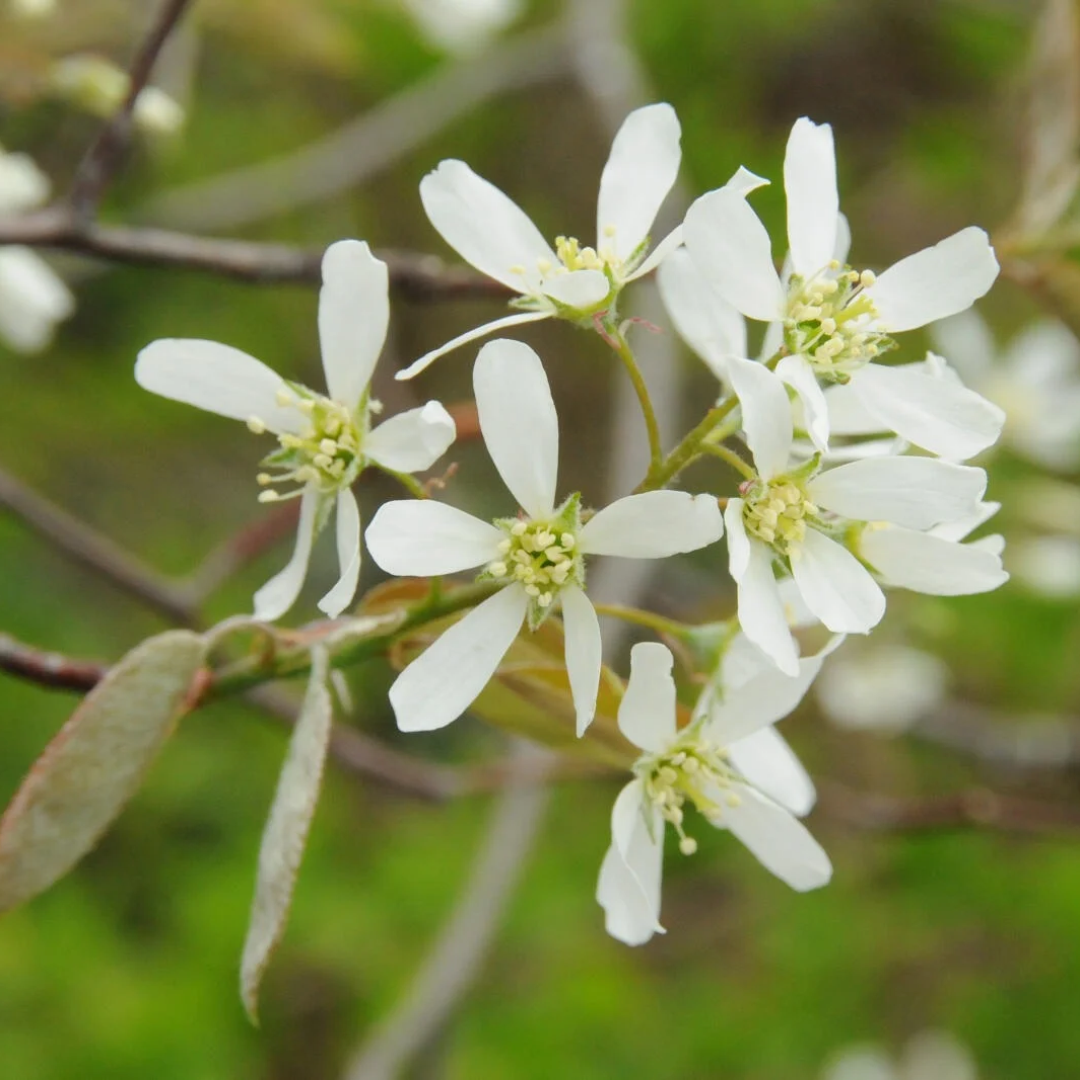 Amelanchier canadensis