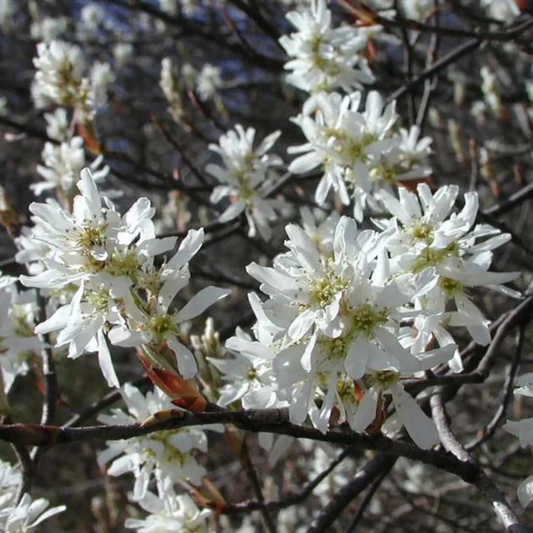 Amelanchier canadensis Rainbow Pillar®