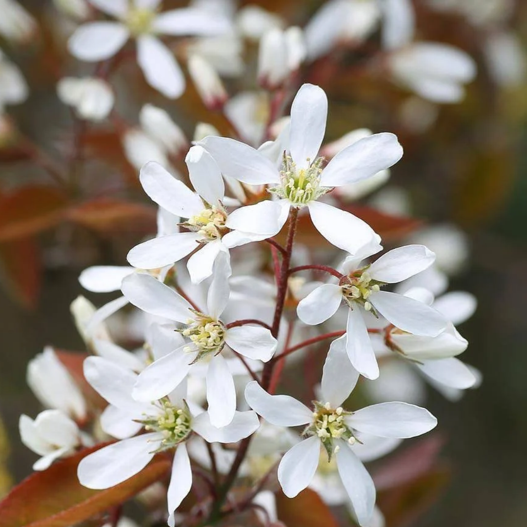 Amelanchier lamarckii