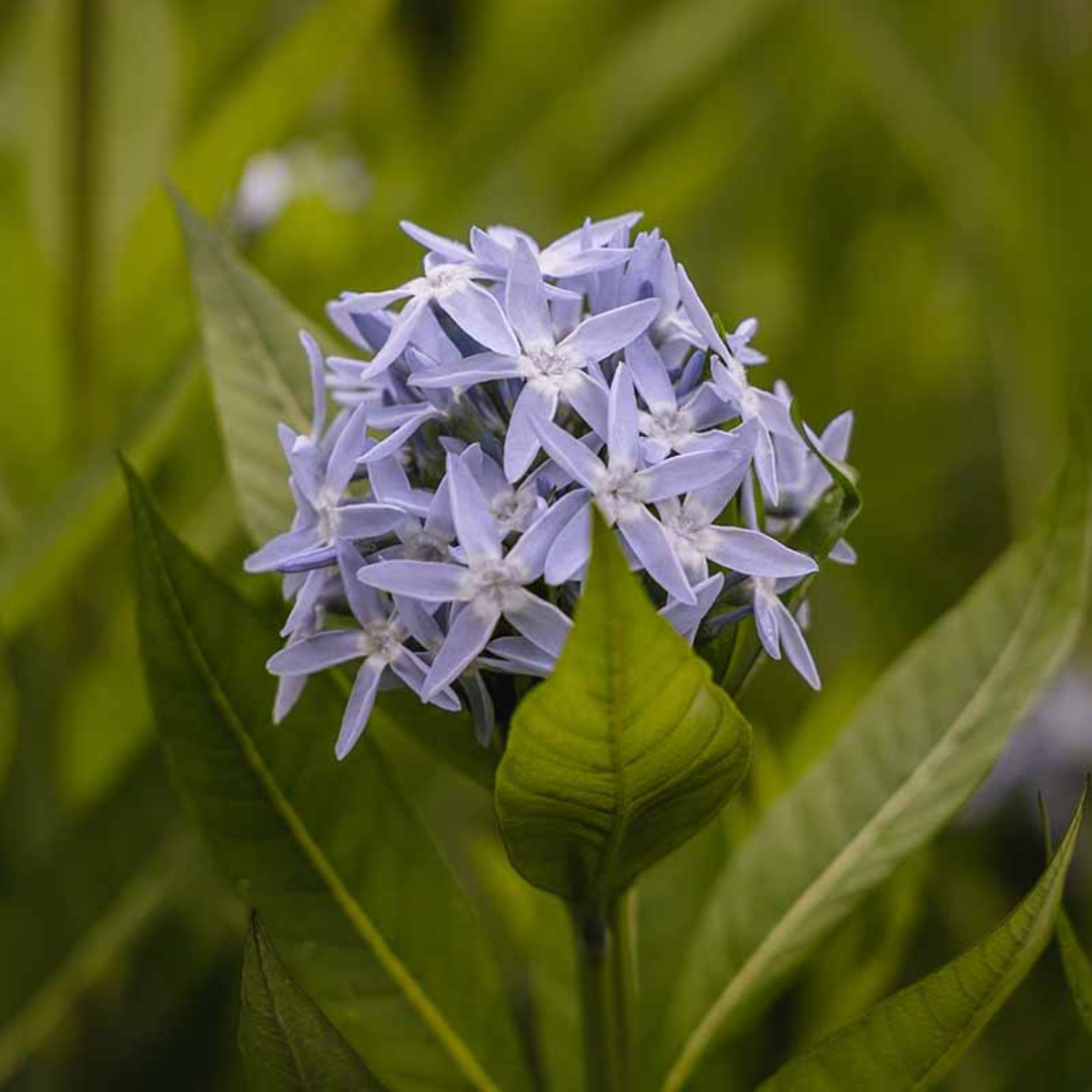 Amsonia hybrid 'Blue Ice'