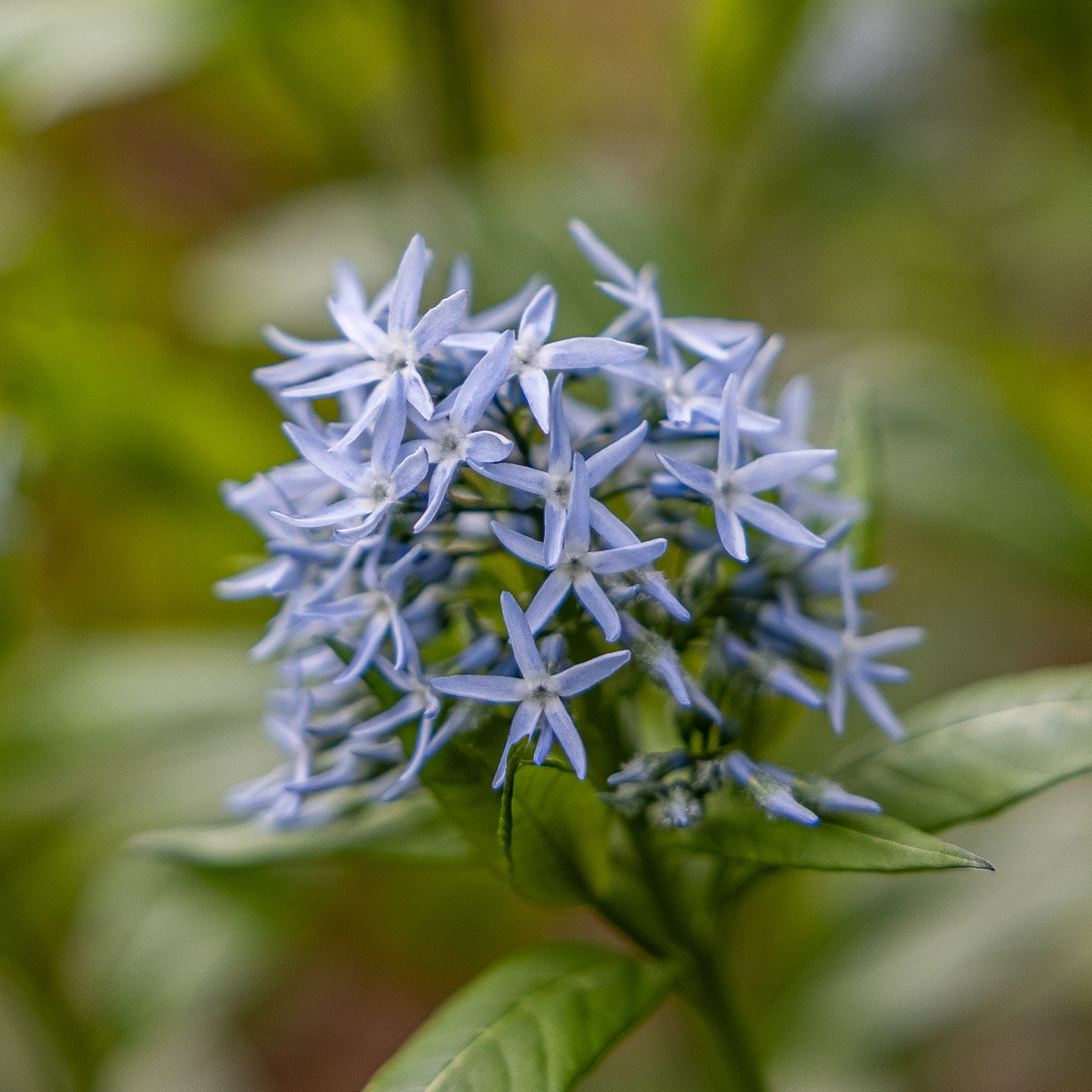 Amsonia tabernaemontana