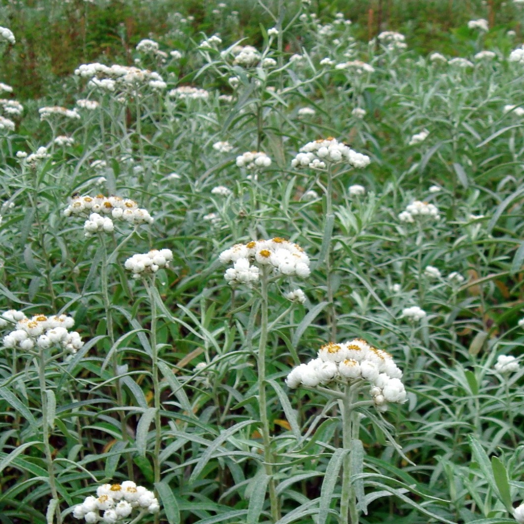 Anaphalis margaritacea 'New Snow'