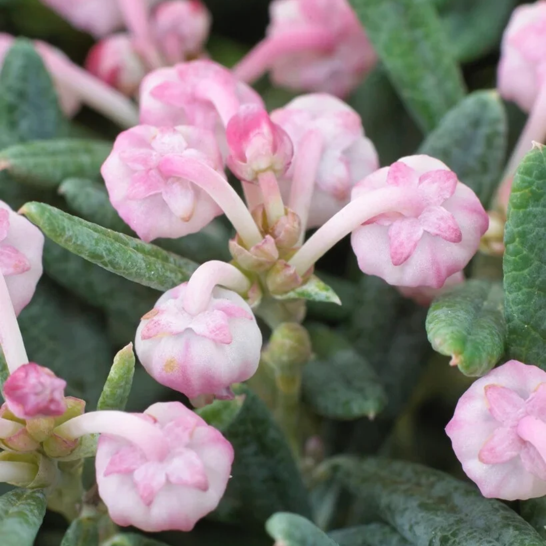 Andromeda polifolia 'Blue Ice'
