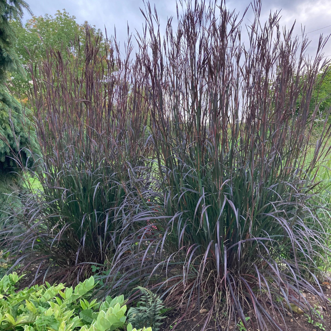 Andropogon gerardii