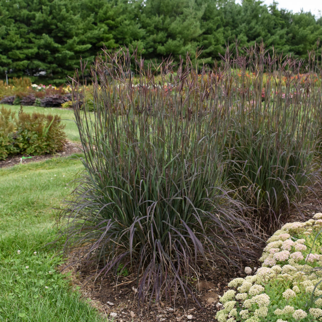 Andropogon gerardii 'Blackhawks'