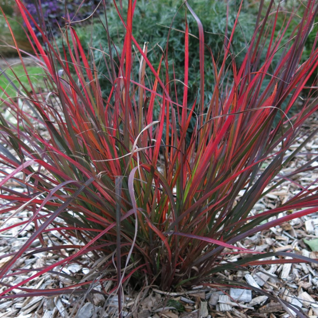 Andropogon gerardii 'Red October'