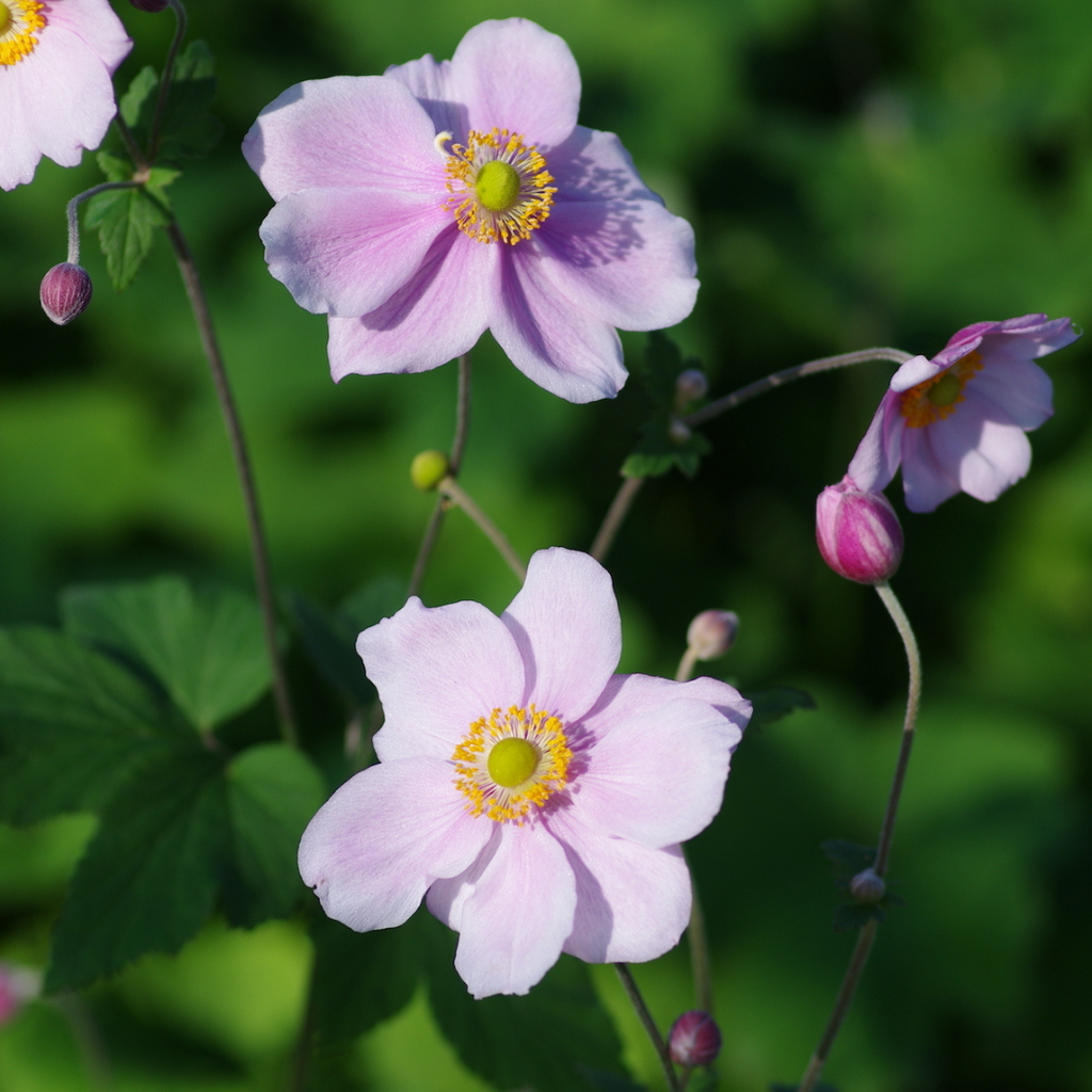 Buy Now | Anemone 'Queen Charlotte' | Ontario Grown | Local