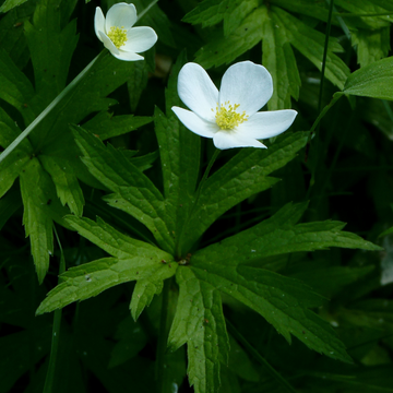 Anemone canadensis