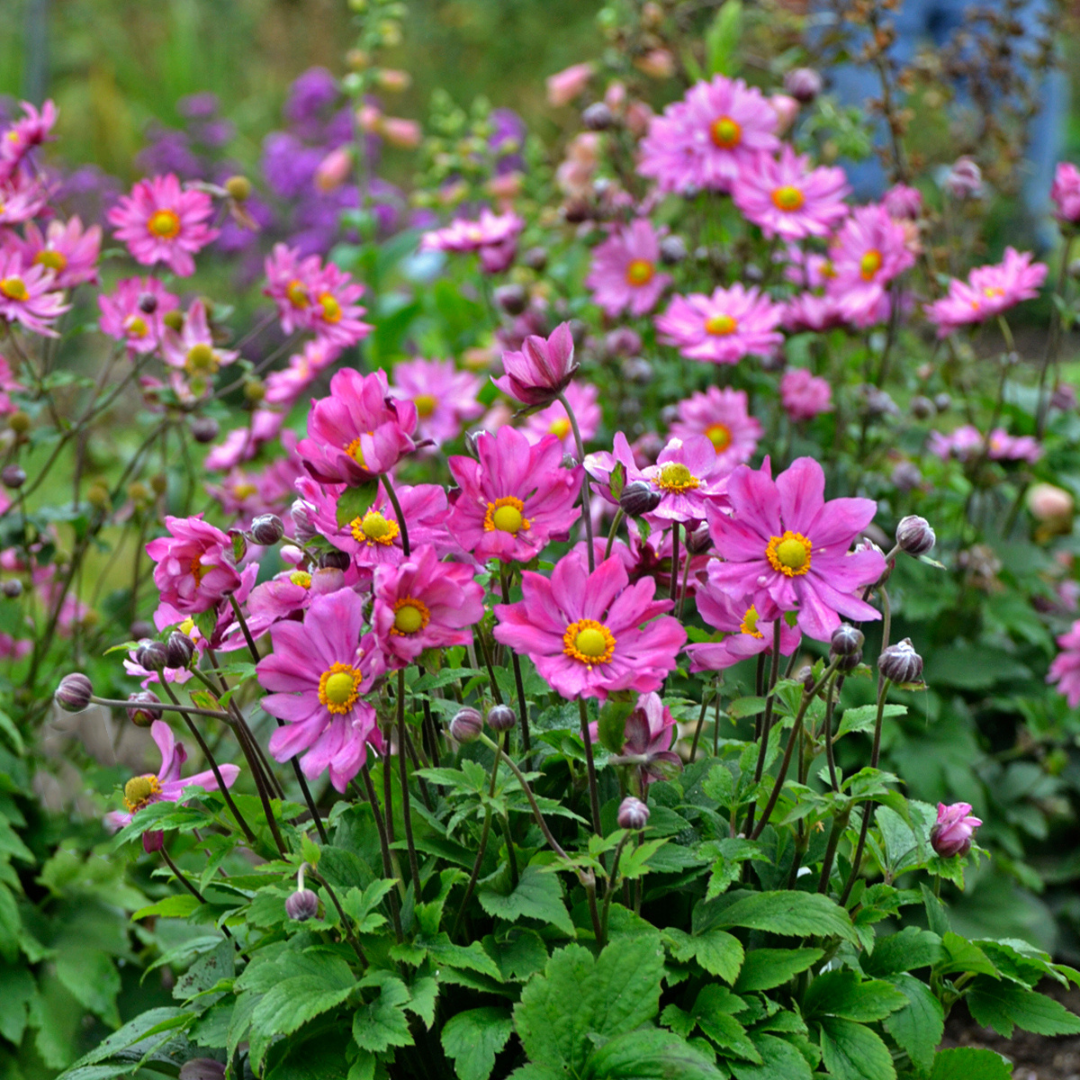 Anemone hybrid 'Curtain Call Deep Rose'