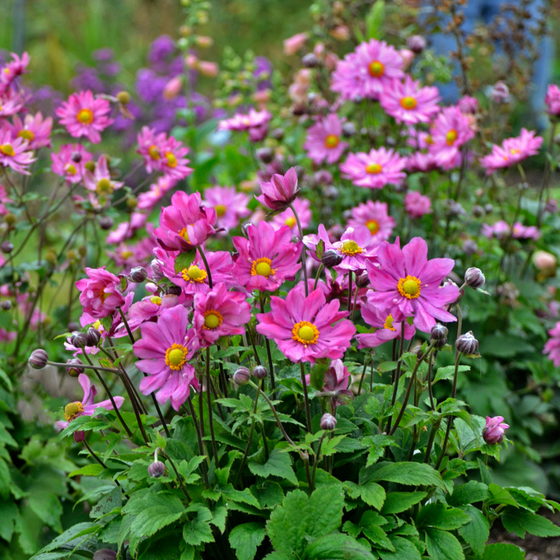 Anemone 'Curtain Call Deep Rose'