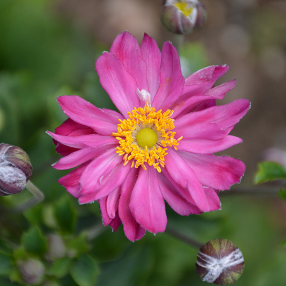 Anemone hybrid 'Curtain Call Pink'