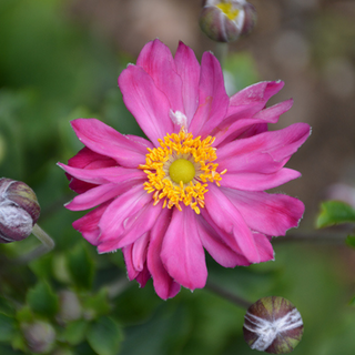 Anemone 'Curtain Call Pink'