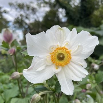Anemone 'Dainty Swan'
