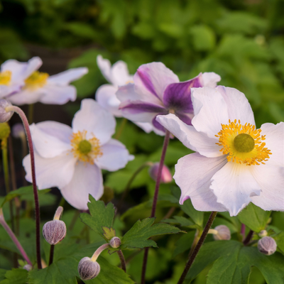 Anemone 'Elfin Swan'