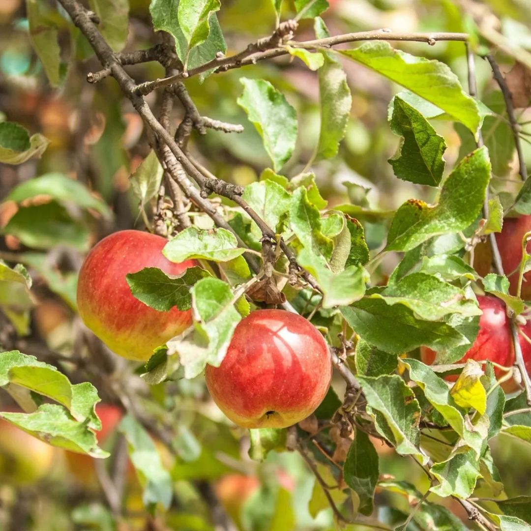 Apple x 'Cortland'