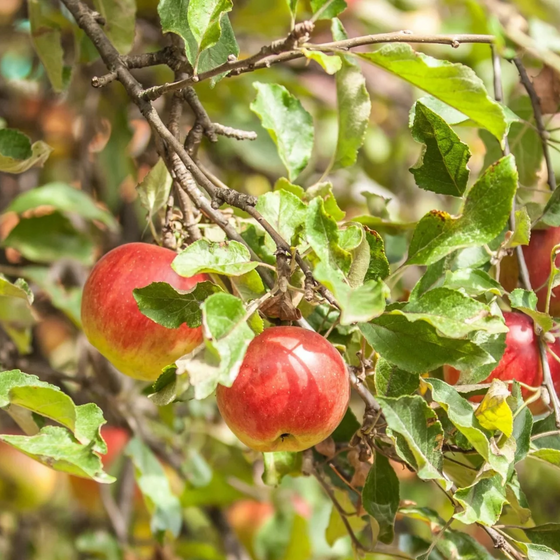 Apple x 'Cortland'