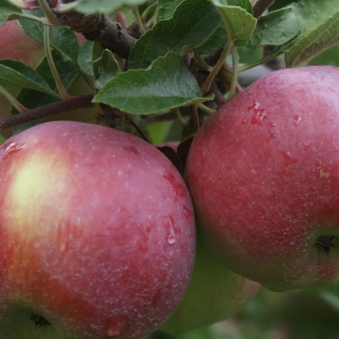 Apple x 'Empire'