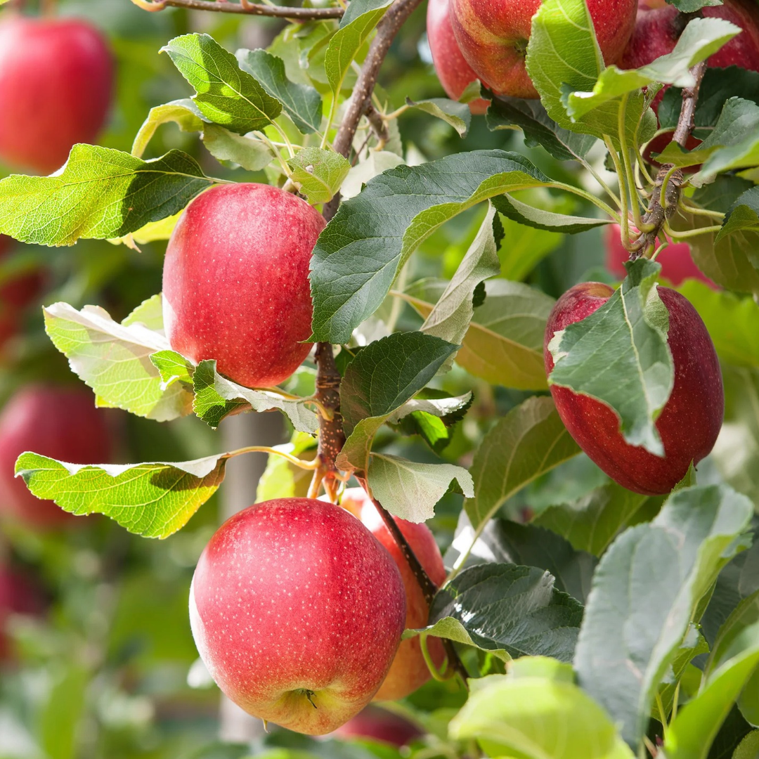 Apple x 'Gala'