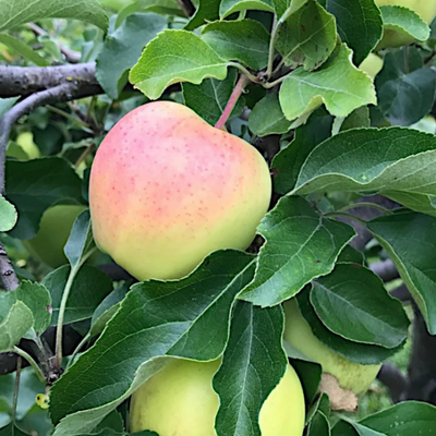 Apple x 'Ginger Gold'
