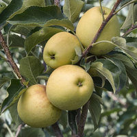 Apple x 'Golden Delicious'