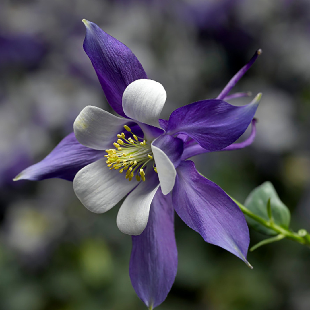 Buy Aquilegia 'Earlybird Blue White' | Unrivaled Perennials – Black ...