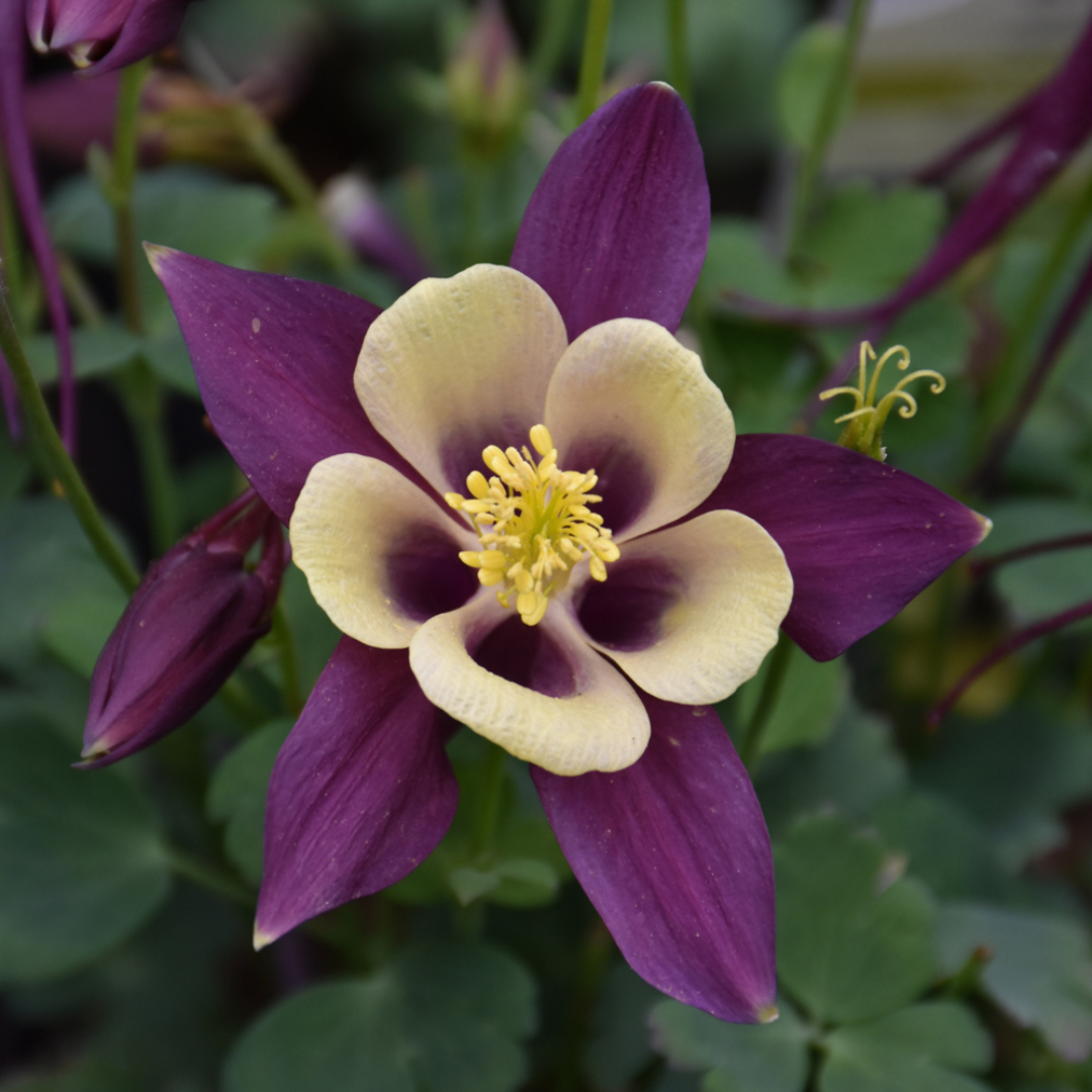 Aquilegia hybrid 'Earlybird Purple Yellow'