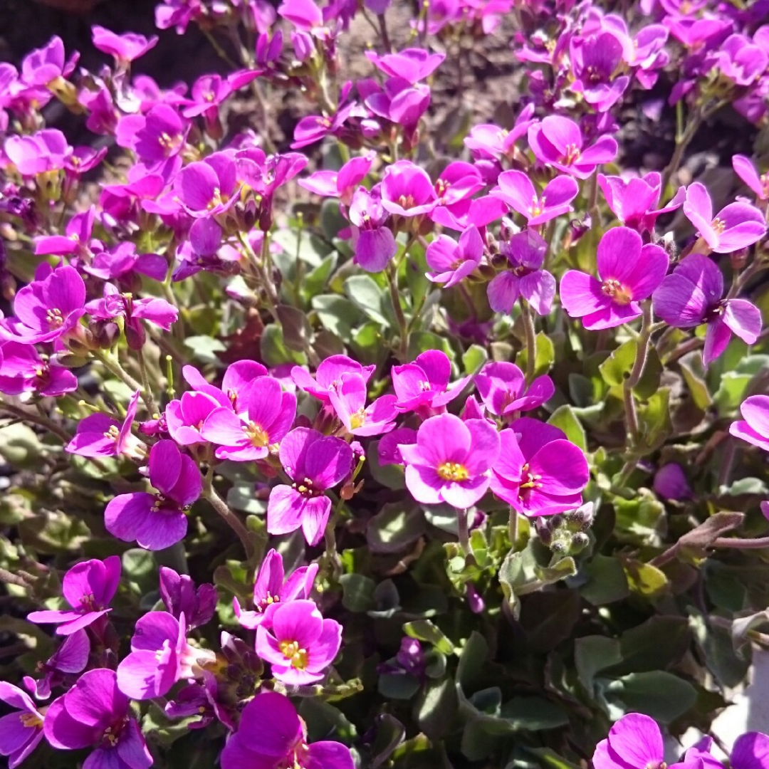 Arabis alpina 'Rosea'