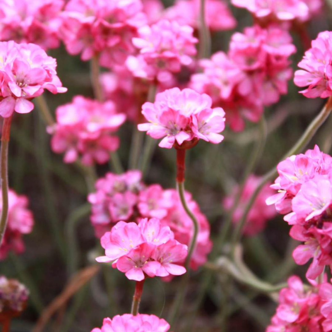 Armeria maritima 'Rubrifolia'