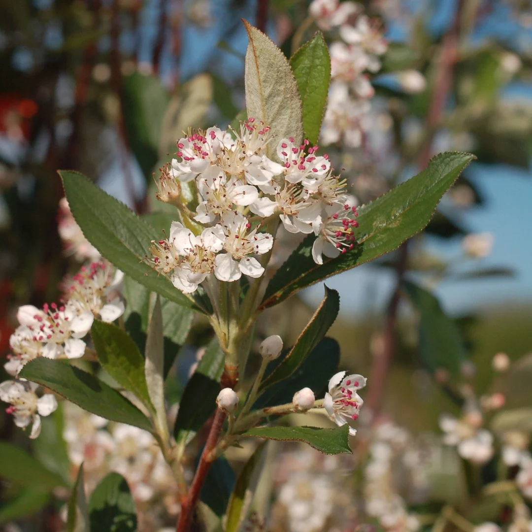 Aronia arbutifolia 'Brilliantissima'