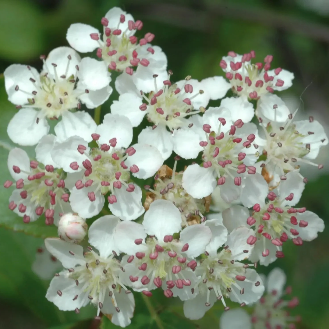 Aronia melanocarpa