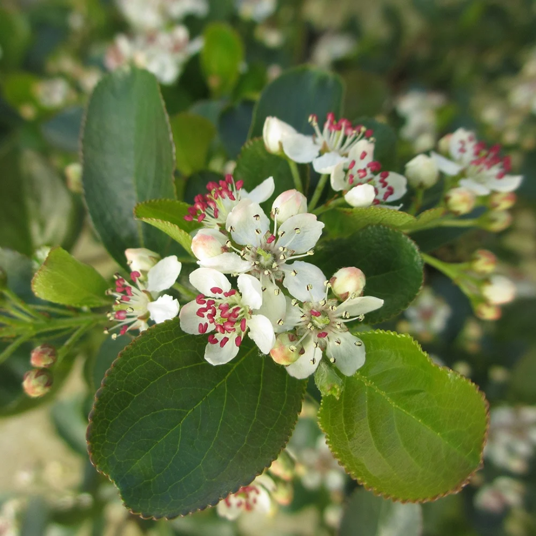 Aronia x Low Scape Mound®