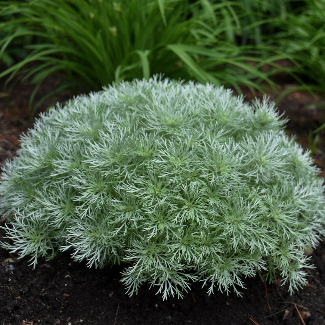 Artemisia schmidtiana 'Silver Mound'