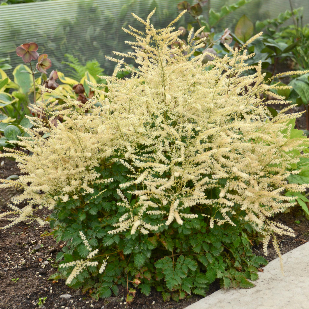 Aruncus hybrid 'Chantilly Lace'